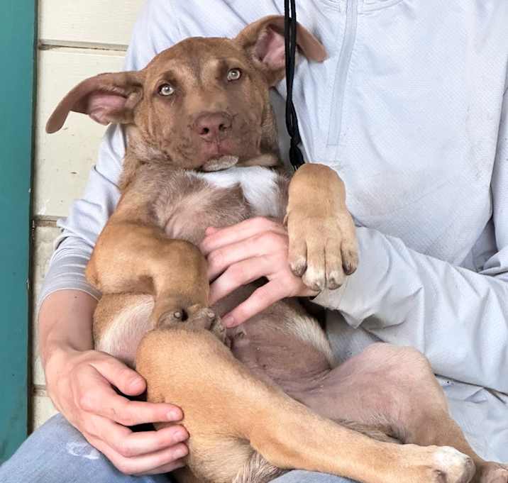 Photo of Peanut 