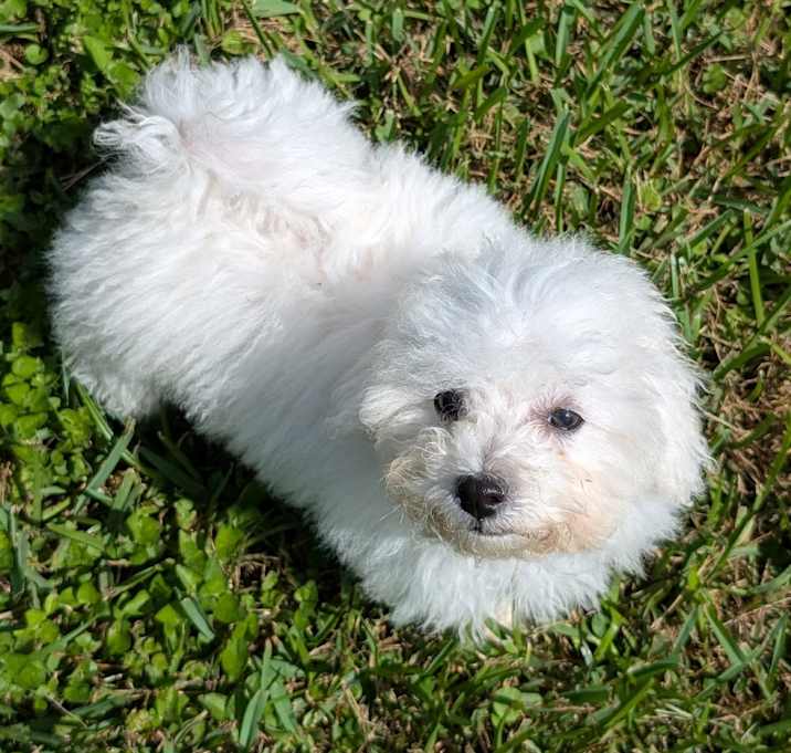 Photo of Bohdi