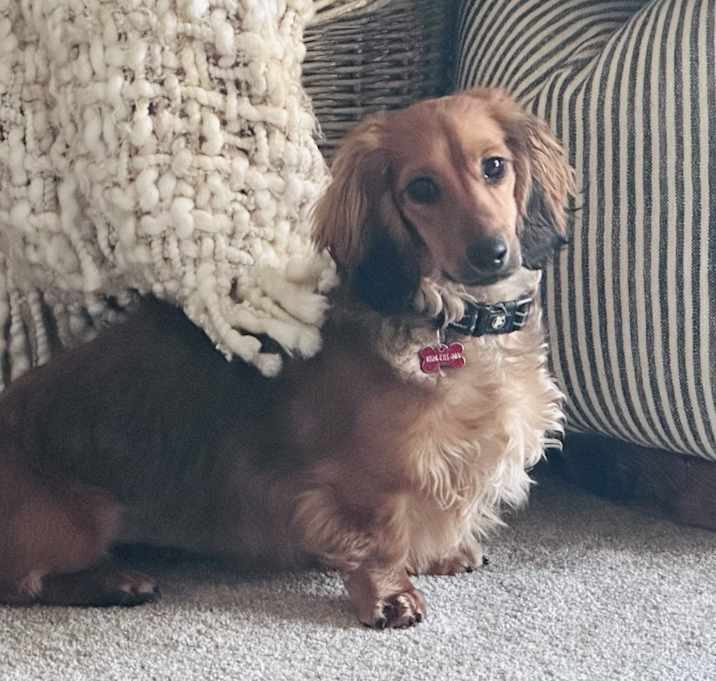 Photo of Tucker