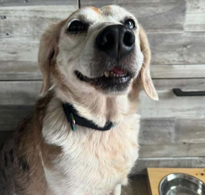 Photo of Ichabod - In Foster