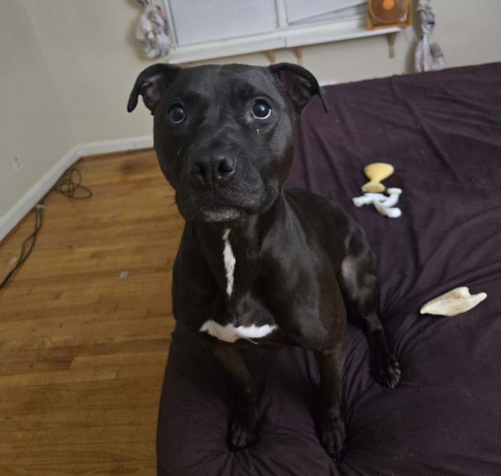 Photo of Smokey