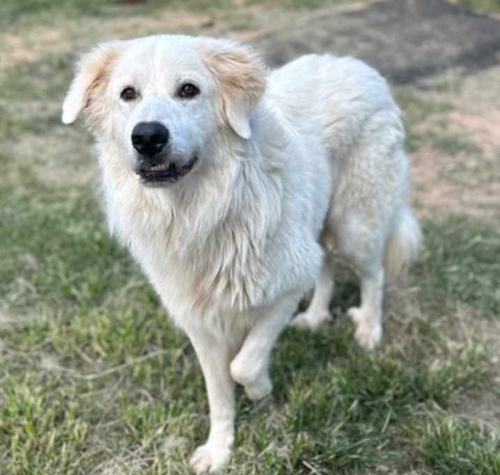 Photo of Sir Reginald