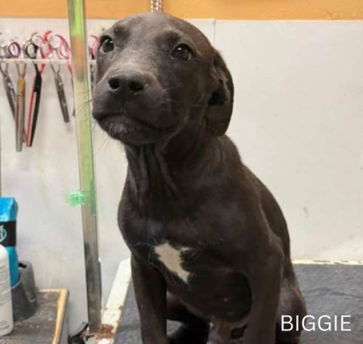 Photo of Biggie