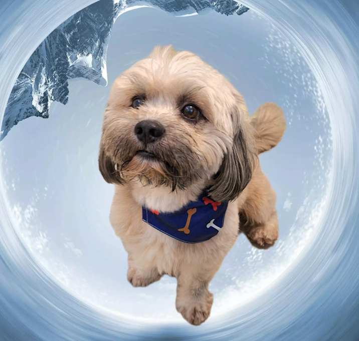 Photo of BASIL