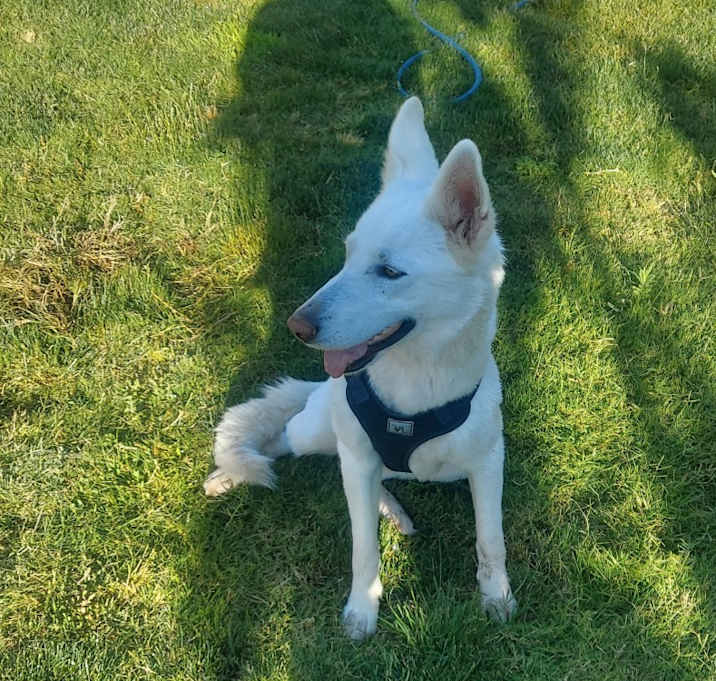 Photo of Luna
