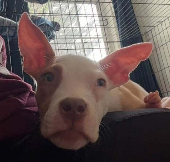 Photo of Toby