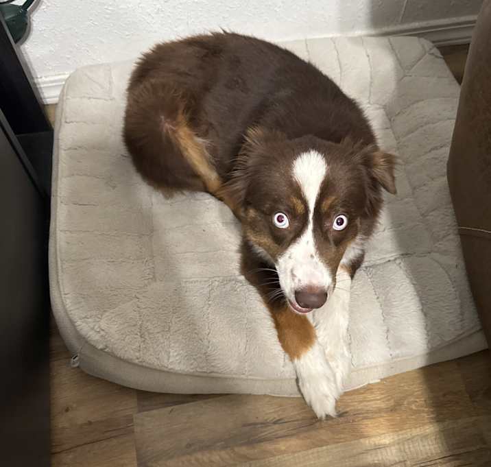 Photo of Bailey