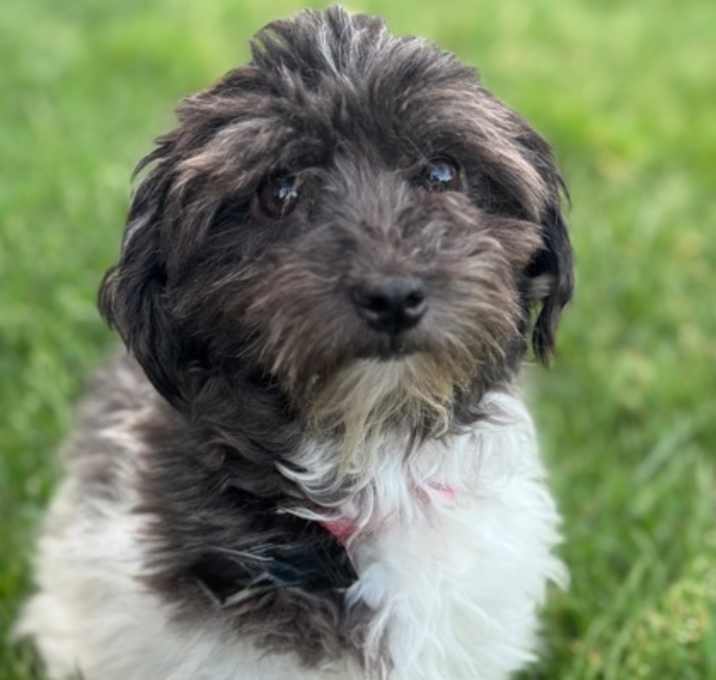 Photo of Lilly