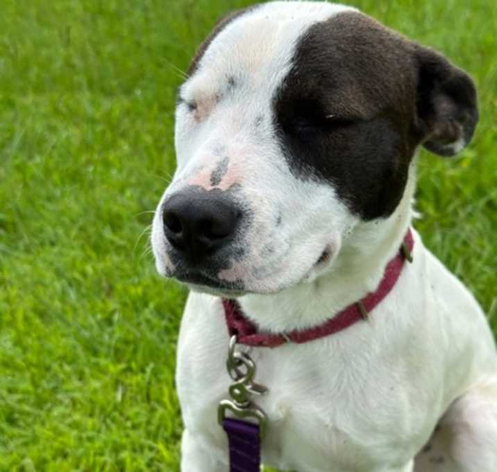 Photo of Nova
