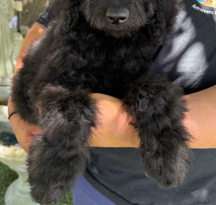 Photo of Cinder