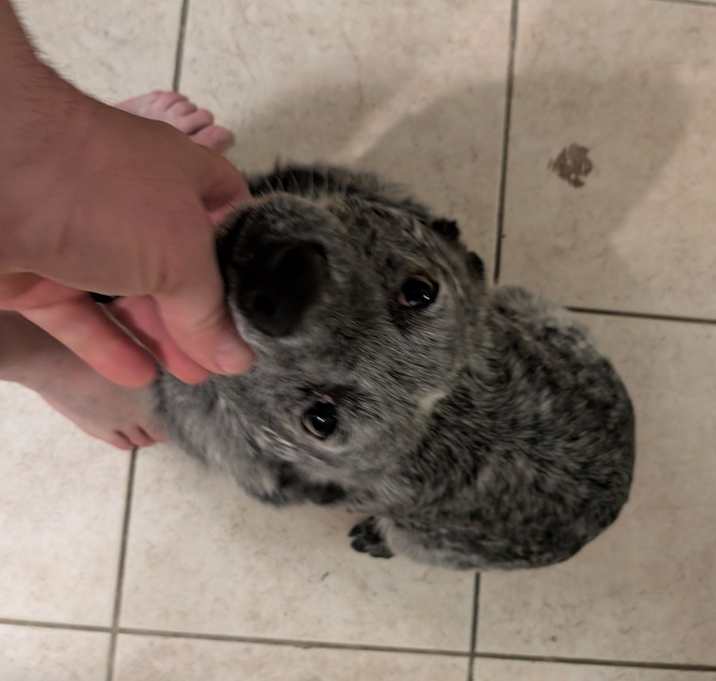 Photo of Bandit
