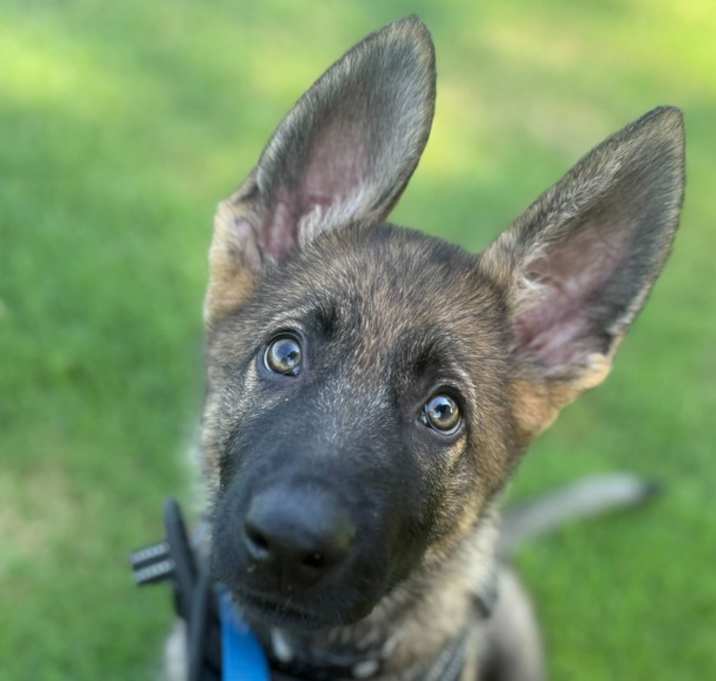 Photo of Shadow