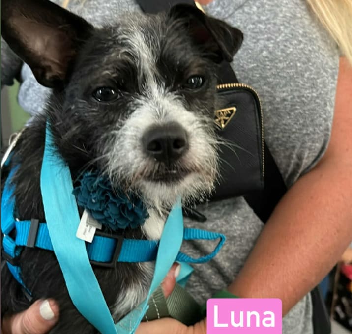 Photo of Luna