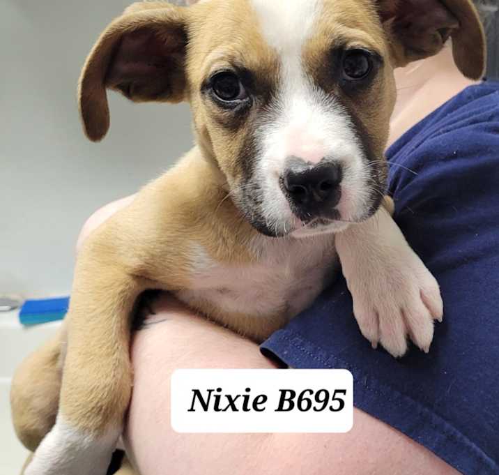 Photo of Nixie B695