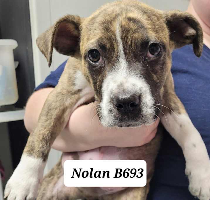Photo of Nolan B693