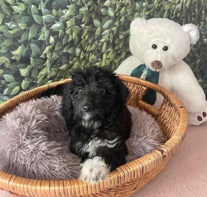 Photo of BM Pups (MONTEL)