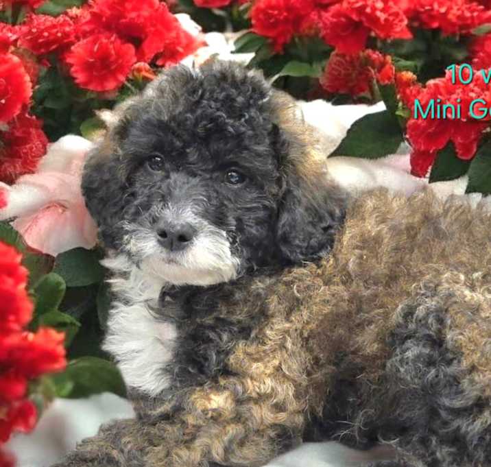 Photo of Teddy