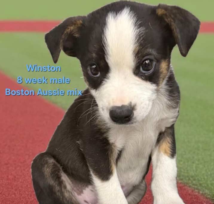 Photo of Winston
