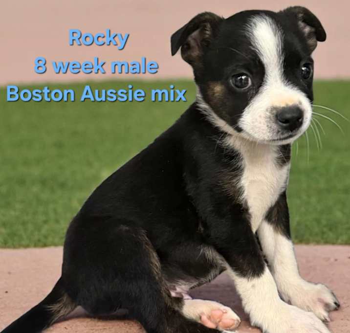 Photo of Rocky