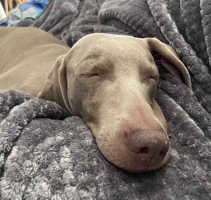 Photo of Bloo