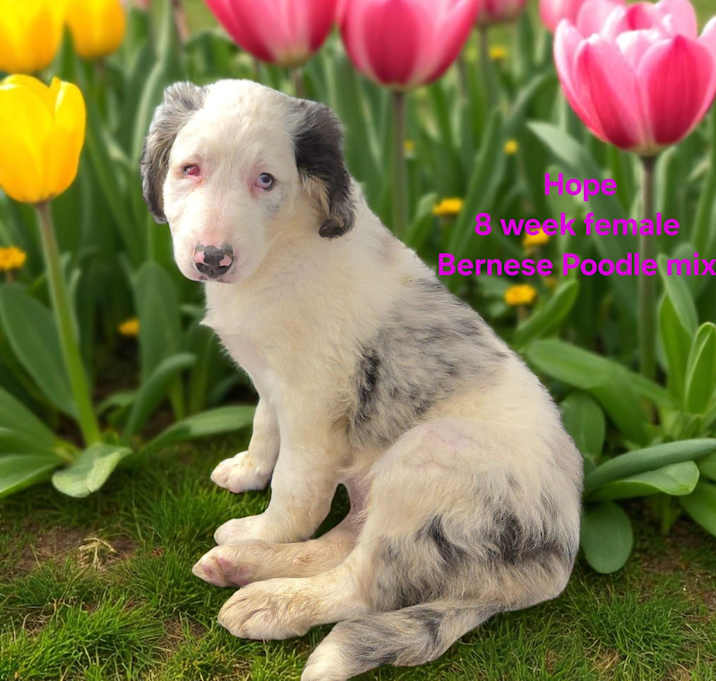 Photo of Hope