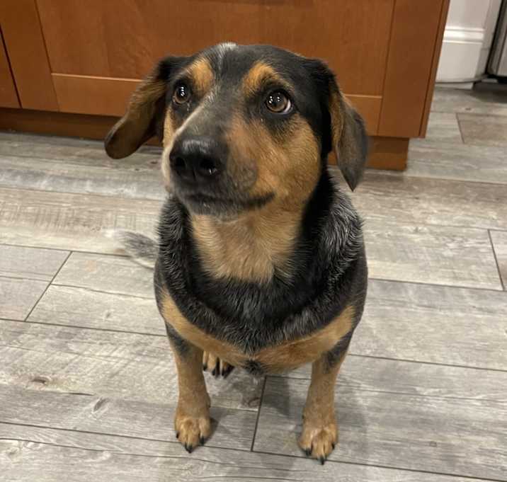 Photo of Nala