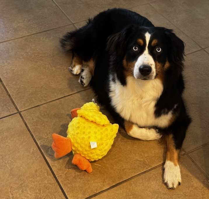 Photo of Clover