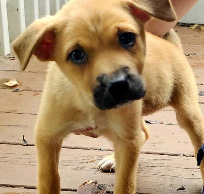 Photo of PUPPY ZELDA