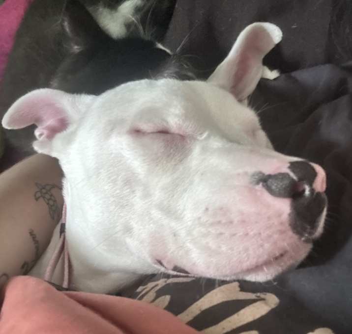Photo of Rosie