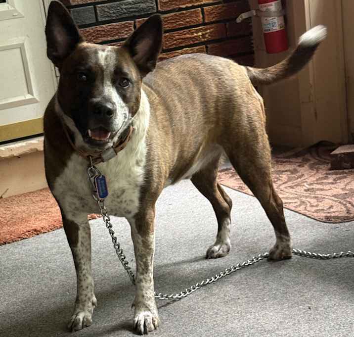 Photo of Bandit