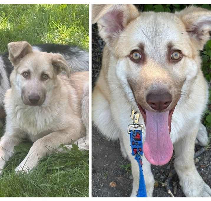 Photo of Shasta