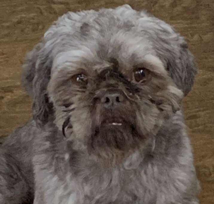 Photo of Bentley and Lucy