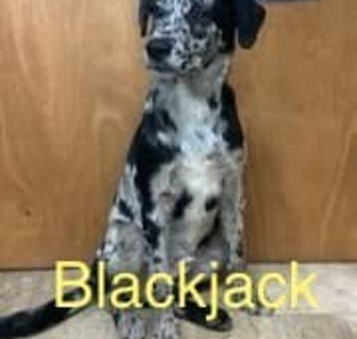 Photo of Blackjack