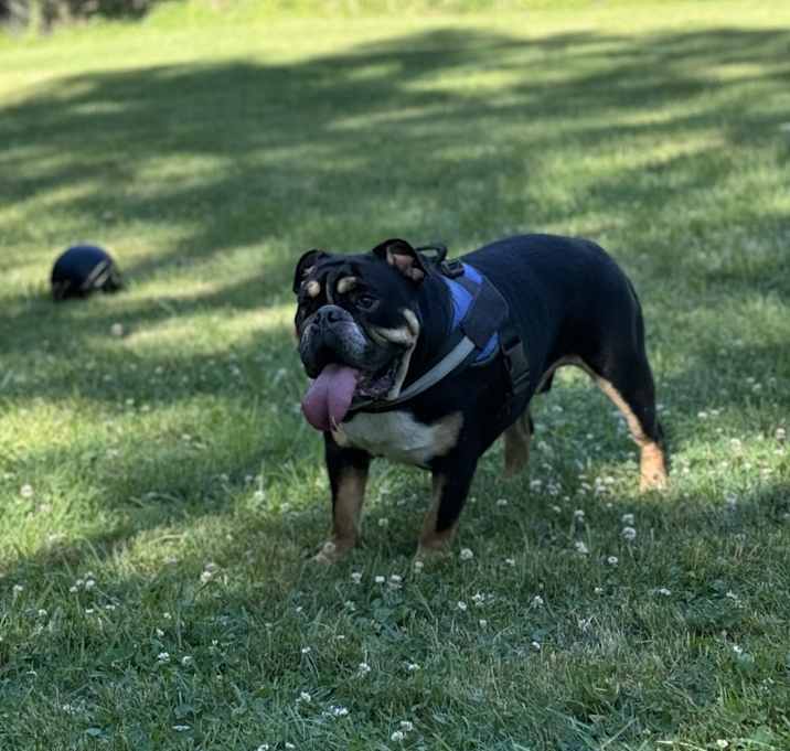 Photo of Maximus