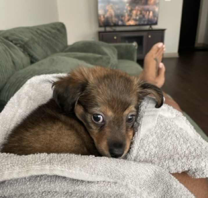 Photo of Ollie