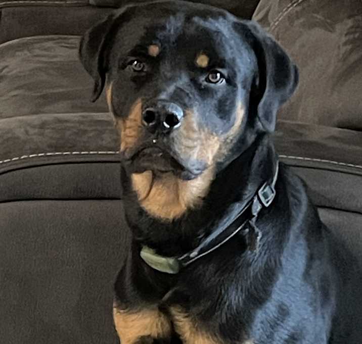 Photo of Bruiser