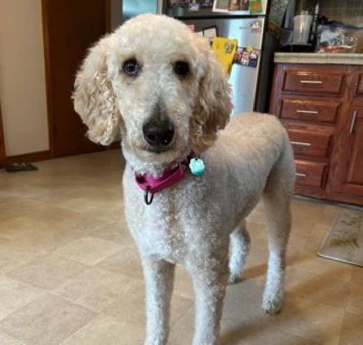 Photo of Sugar