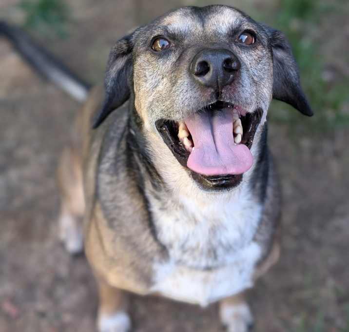 Photo of Strider