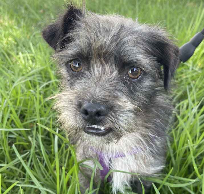 Photo of TOBY