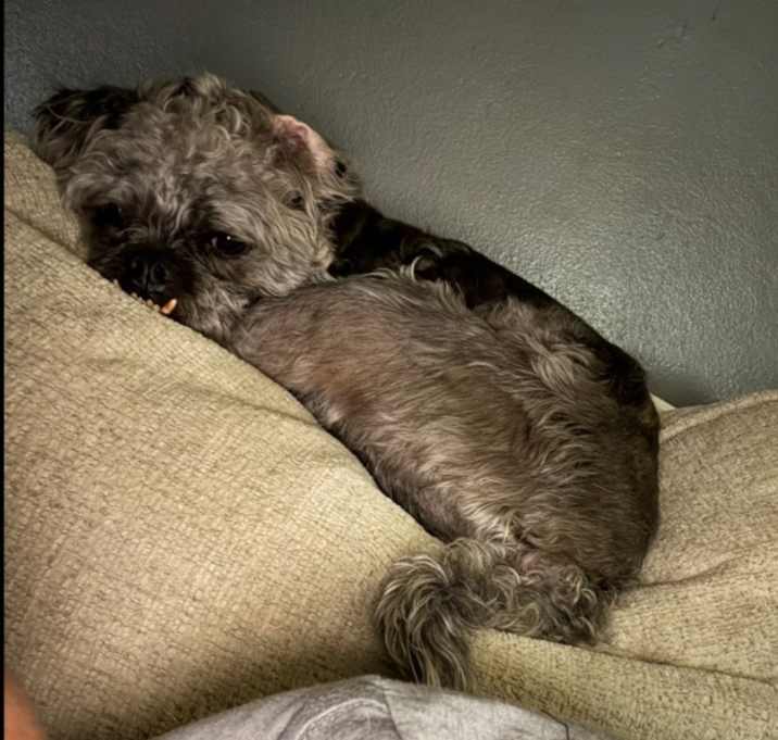 Photo of Maverick