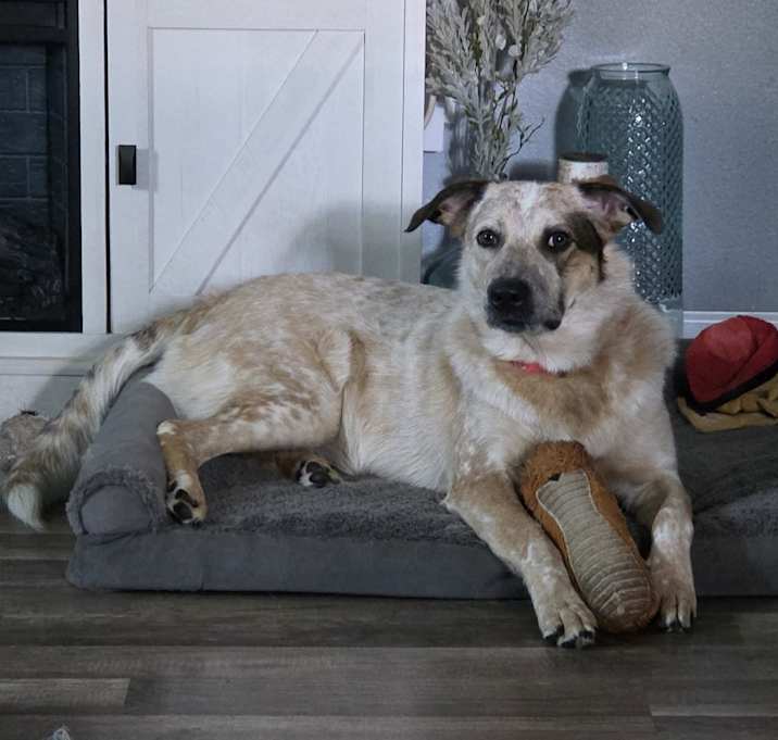 Photo of Bailey