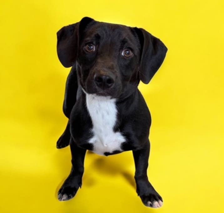 Photo of Kona