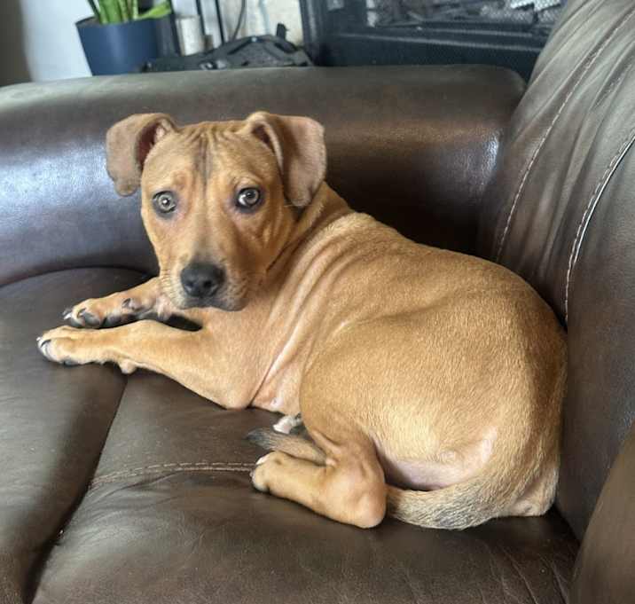 Photo of Luna