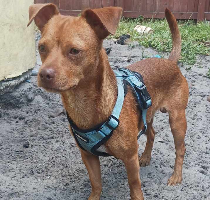 Photo of Ace