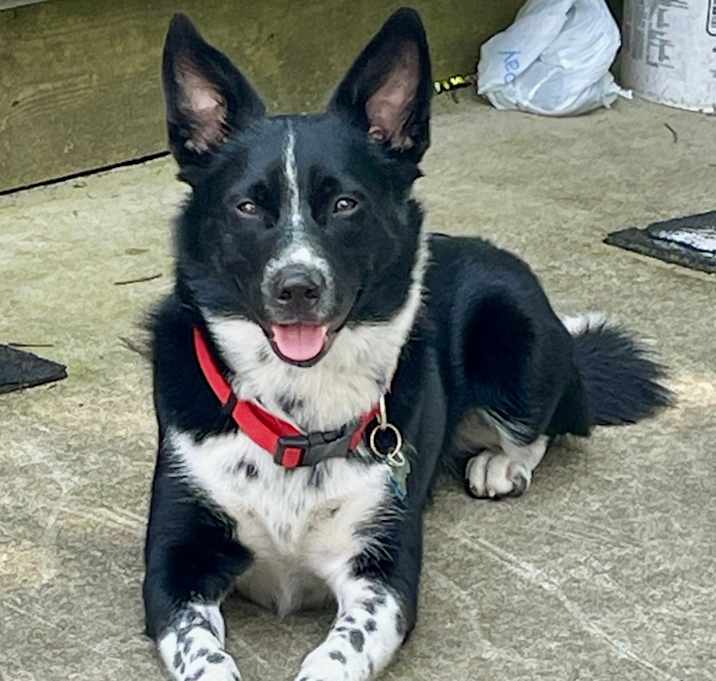 Photo of Oreo