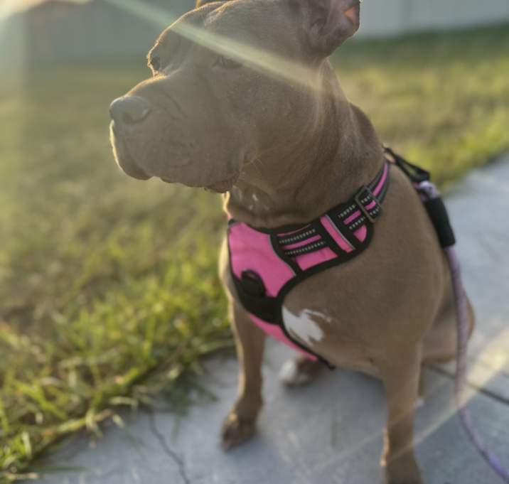Photo of Cookie