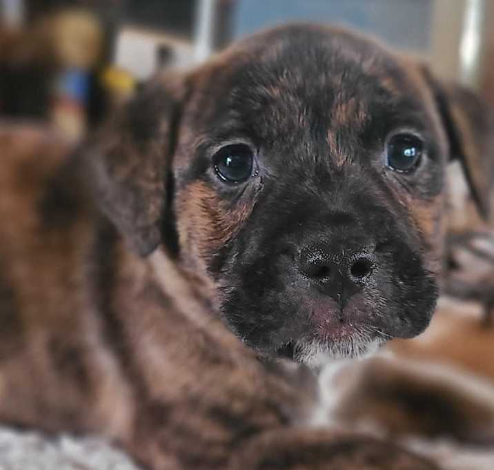 Photo of Clementine