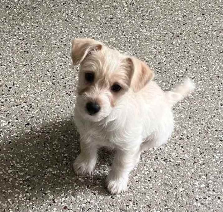 Photo of Nova