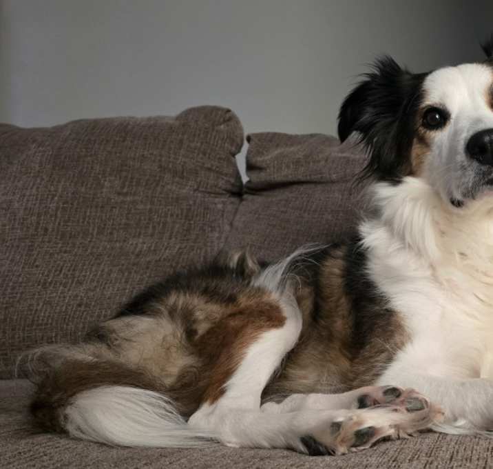 Photo of Mocha