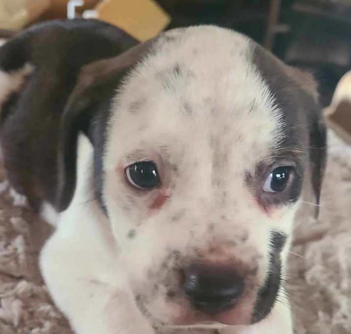 Photo of Huck